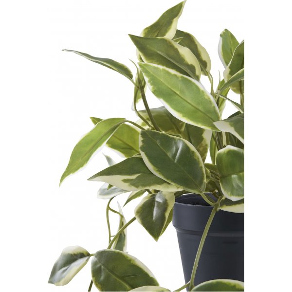 Porselensblomst kunstig plante - Grønn Porselensblomst kunstig plante - Grønn