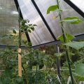 Kundebilde Oasis - Sekskantet drivhus 4 m²